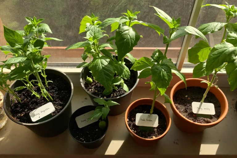 Young challenge pepper seedlings lined up on a windowsill