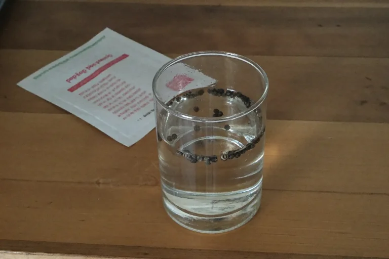 Pepper seeds soaking in a small glass of water on a kitchen counter